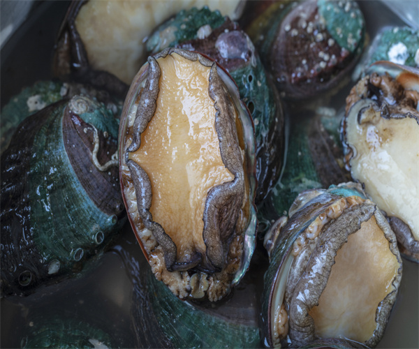 鲍鱼酸价检测 鲍鱼过氧化值检测多少钱