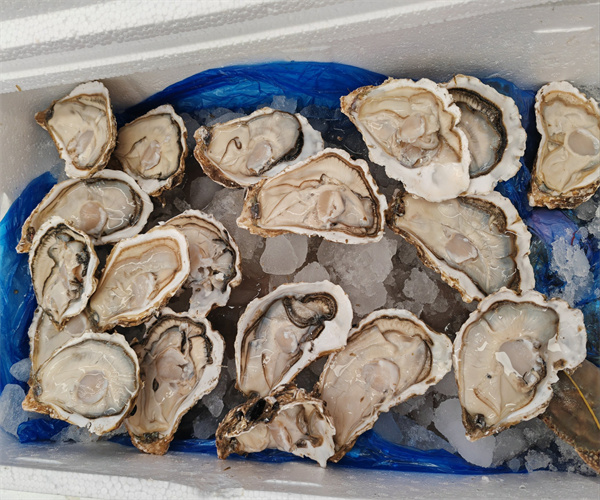 生蚝微生物检测 生蚝菌落总数检测去哪里做