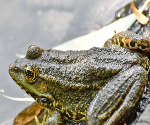 牛蛙孔雀石绿检测 牛蛙氯霉素含量检测多少钱