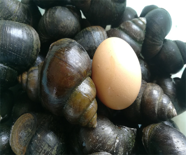 田螺重金属检测 田螺兽药残留检测去哪里做