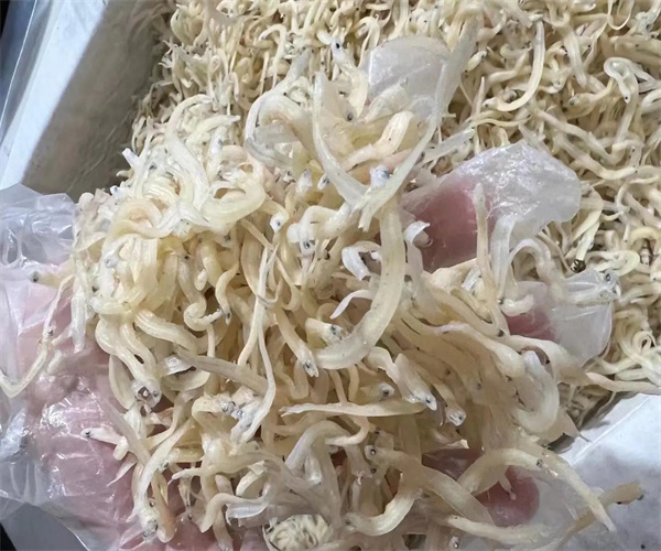 银鱼干灰分含量检测 银鱼干蛋白质含量检验中心