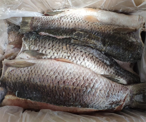 青鱼干蛋白质含量检测 青鱼干脂肪含量检测单位