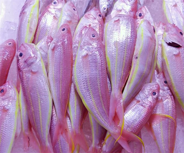 冰鲜鱼水分含量检测 冰鲜鱼蛋白质含量检测单位