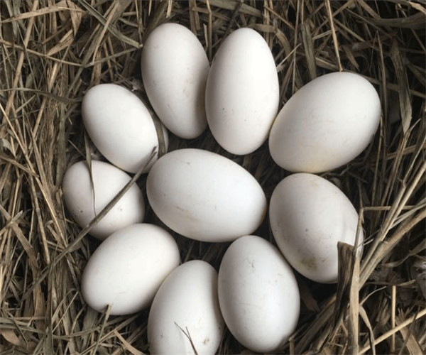 鹅蛋灰分含量检测 鹅蛋营养成分检验中心