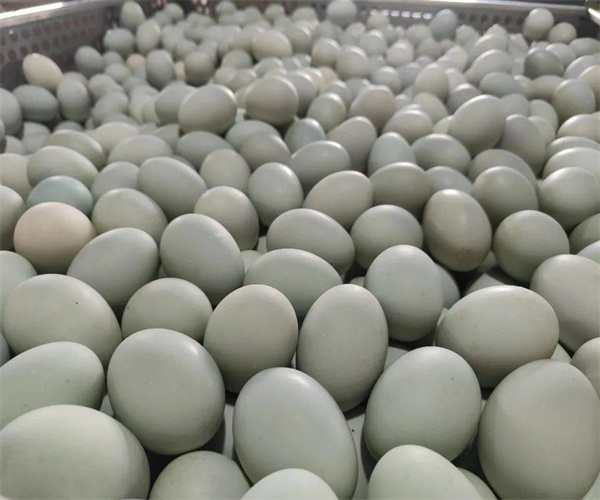 鸭蛋营养成分分析 鸭蛋蛋白质含量检测多少钱