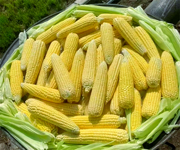 玉米淀粉含量检测 玉米蛋白质含量检验中心