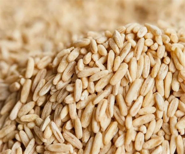 燕麦米水分含量检测 燕麦米不完善粒检测去哪里做