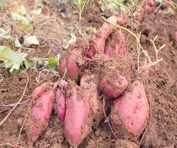 红薯营养成分分析 红薯淀粉含量检测多少钱