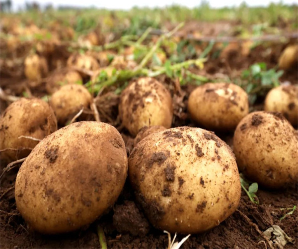 马铃薯营养成分分析 马铃薯淀粉含量检测哪里专业