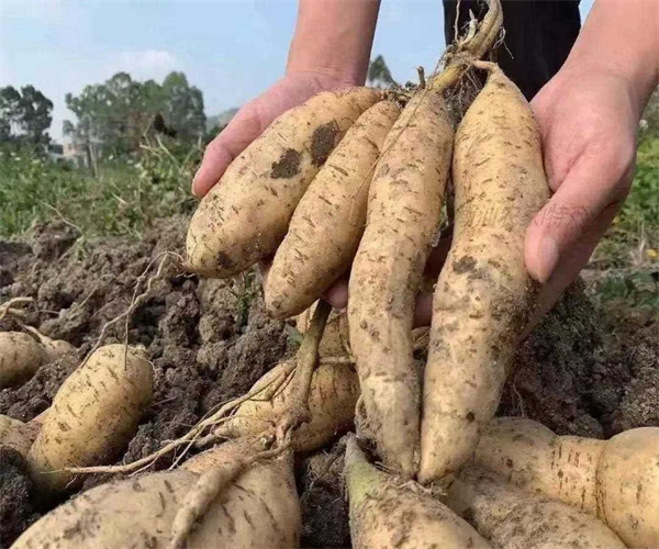 白薯淀粉含检测 白薯维生素C检测哪里专业快捷