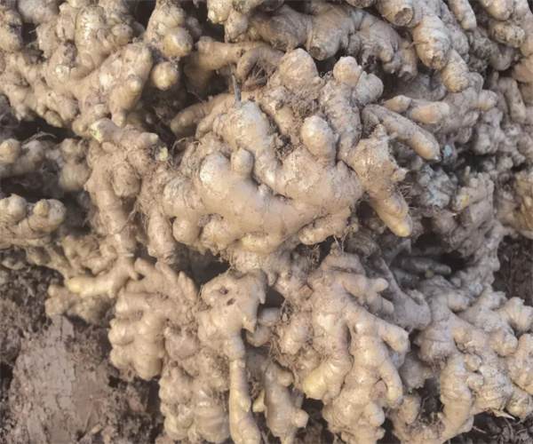 小黄姜微生物检测 小黄姜菌落总数检测去哪里做