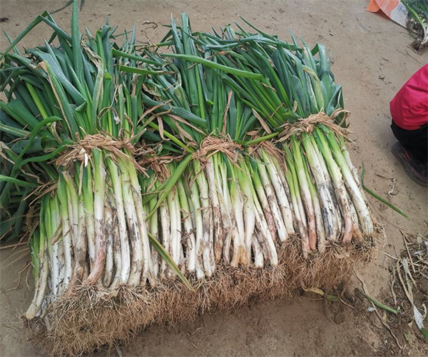 大葱重金属检测 大葱微生物检测报告办理多少钱