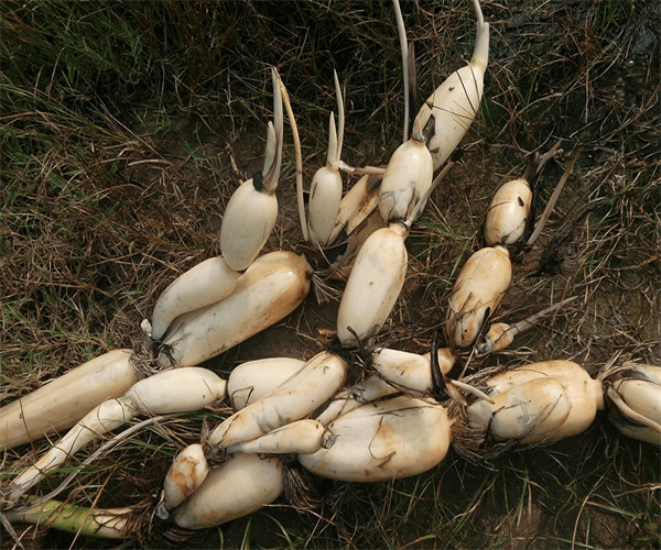 莲藕微生物限量检测 莲藕菌落总数检测多少钱