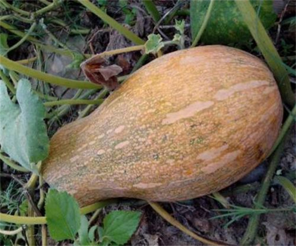 南瓜微生物检测 南瓜成分含量检测中心