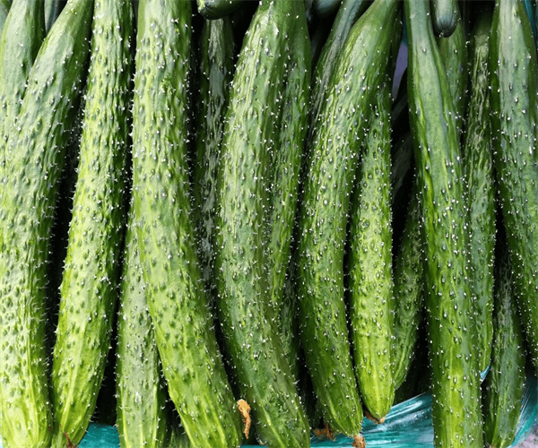 青瓜水分含量检测 青瓜农药残留检测多少钱