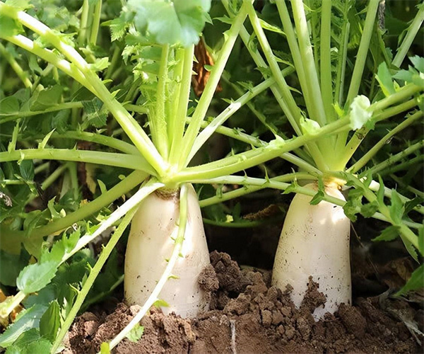 白萝卜微生物限量检测 白萝卜菌落总数检测多少钱