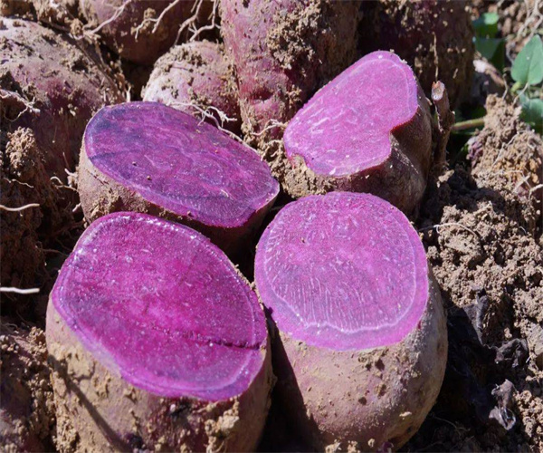 紫薯灰分含量检测 紫薯PH值检验多少钱