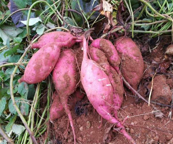 甘薯蛋白质含量检测 甘薯胡萝卜素检测多少钱