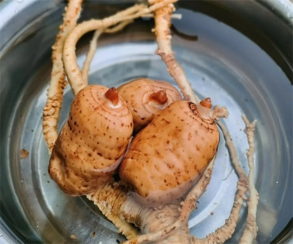 天麻酒总酸检测 天麻酒功效成分分析哪里可靠