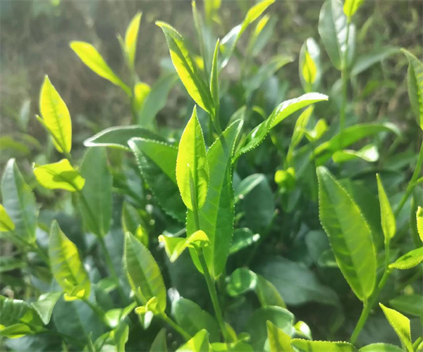 绿茶总灰分检测 绿茶水浸出物检测多少钱