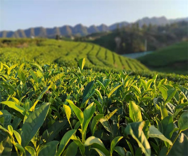 都匀毛尖水浸出物检测 都匀毛尖茶多酚检测哪里可靠