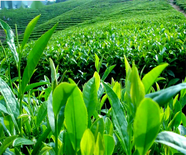 龙井茶水浸出物检测 龙井茶总灰分检测哪里便宜