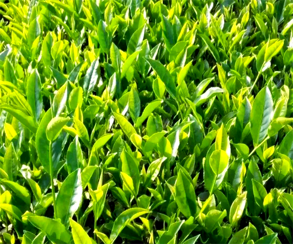 武夷岩茶茶多酚检测 武夷岩茶水浸出物检测多少钱