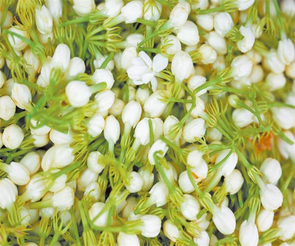 茉莉花茶总灰分检测 茉莉花茶水浸出物检测去哪里做