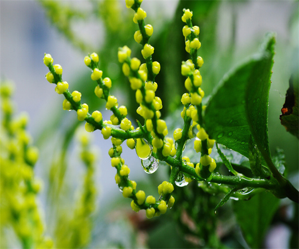 珠兰花茶总灰分检测 珠兰花茶水浸出物检测哪里专业