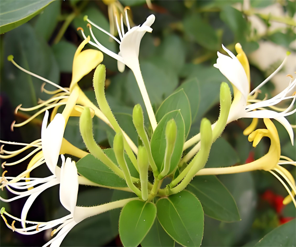 金银花茶总灰分检测 金银花茶水浸出物检测哪里专业