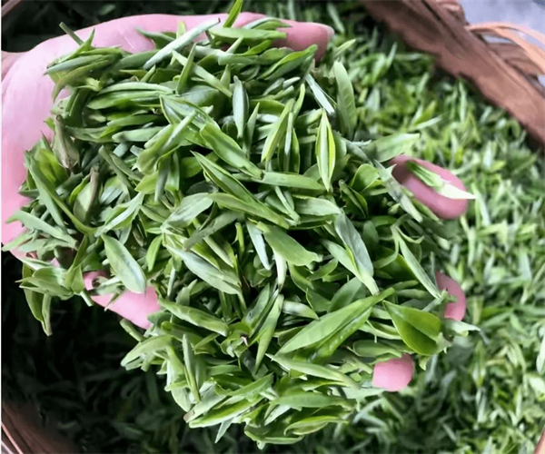 仙人掌茶水浸出物检测 仙人掌茶茶多酚检测哪里便宜