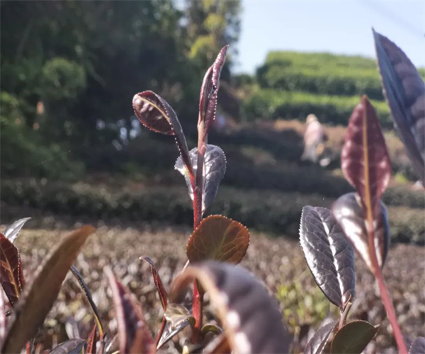顾渚紫茶茶多酚检测 顾渚紫茶游离氨基酸检测多少钱