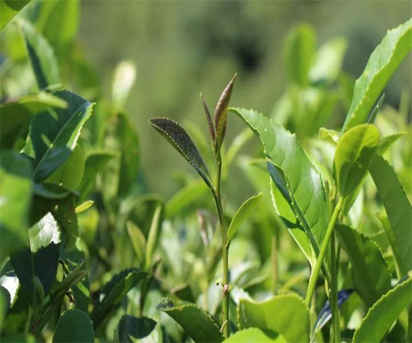 海马宫茶水分含量检测 海马宫茶稀土元素化验多少钱
