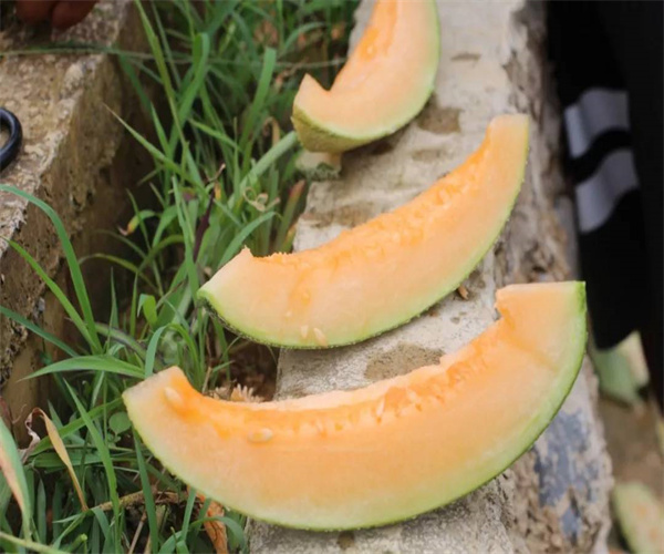 蜜瓜罐头糖度检验 蜜瓜罐头酸度检测去哪里做