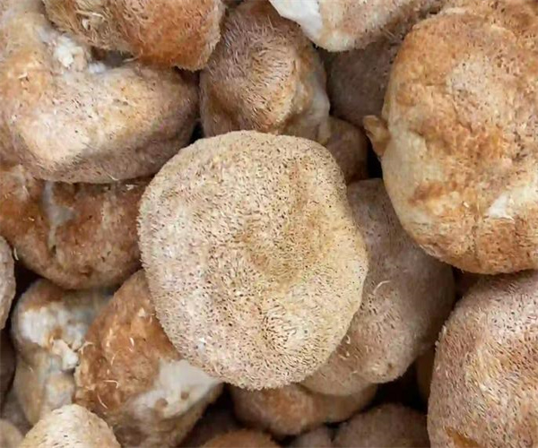 猴头菇罐头重金属检测 猴头菇罐头氯化钠检测机构